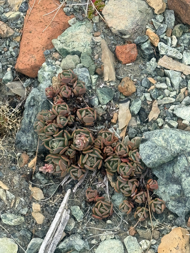 Sedum laxum