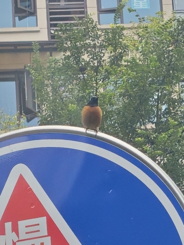 Daurian Redstart