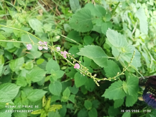 Pleurolobus gangeticus observed 2026-09-18