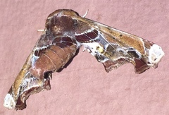 Eutelia pulcherrimus