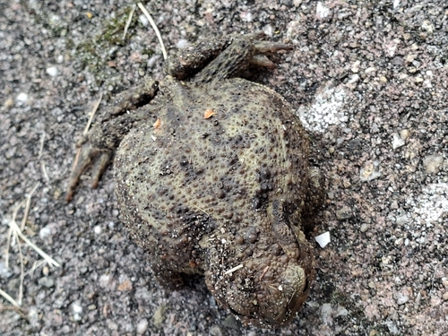 European Toad