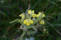 Castilleja campestris