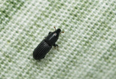 Tomolips quercicola