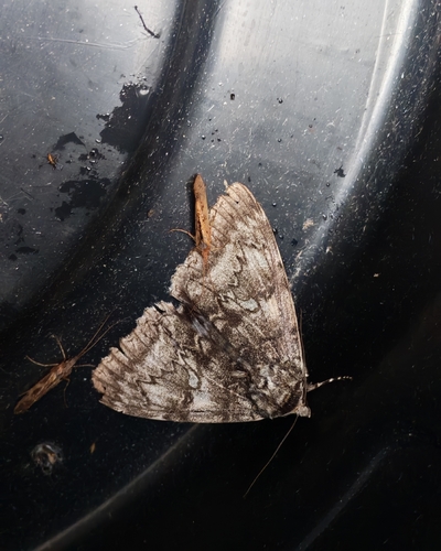 Blue Underwing