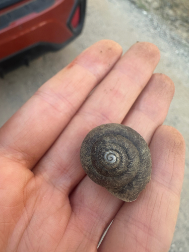 Pommerhelix monacha observed 2026-09-20