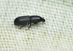 Tomolips quercicola