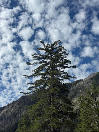 Pinus lambertiana