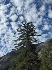 Pinus lambertiana, photograph (c) Max Miley, some rights reserved (CC BY)