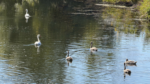 Mute Swan