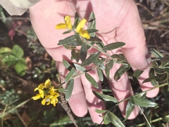 Genista tinctoria