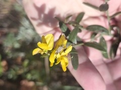 Genista tinctoria, photograph (c) Евгений Маринкин, some rights reserved (CC BY)