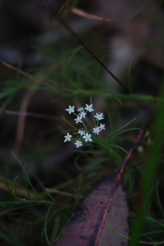 Platysace linearifolia observed 2026-09-20