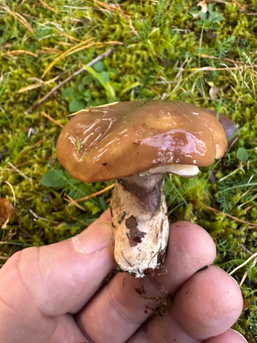 Purple-veiled Slippery Jack
