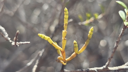 Korthalsella salicornioides