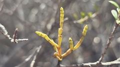 Korthalsella salicornioides