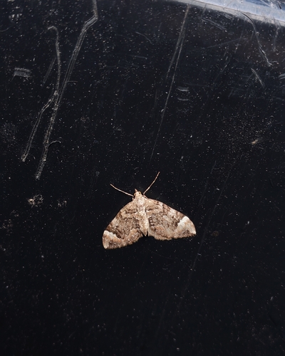 Dark Marbled Carpet