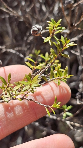 Korthalsella salicornioides, photograph 1