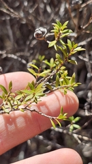 Korthalsella salicornioides, photograph author not stated, no rights reserved