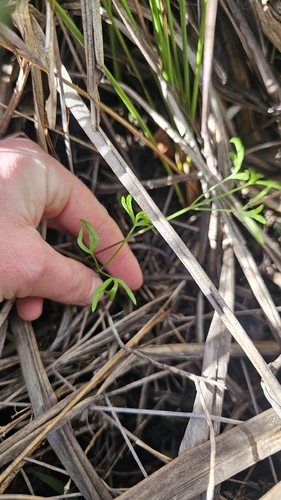Anisotome filifolia observed 2026-09-20