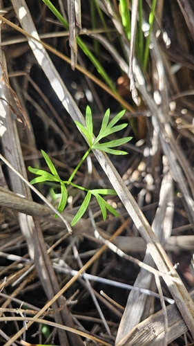 Anisotome filifolia, photograph 2