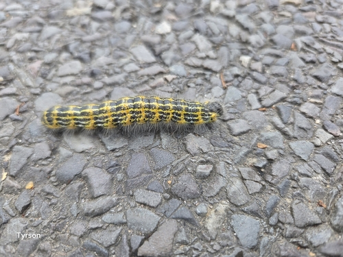 Buff-tip