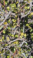 Myrsine divaricata, photograph author not stated, no rights reserved