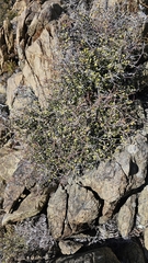 Myrsine divaricata, photograph author not stated, no rights reserved