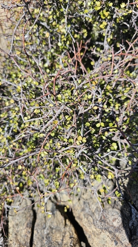 Myrsine divaricata, photograph 5