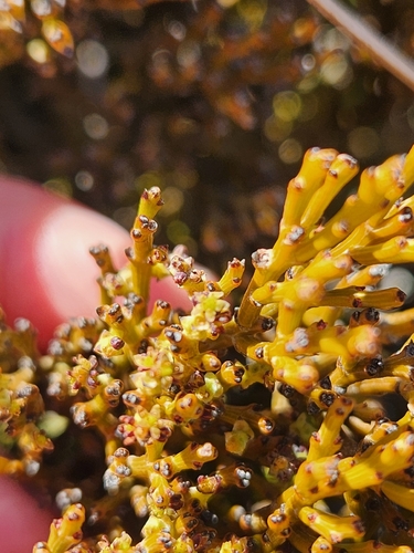 Exocarpos bidwillii, photograph 3