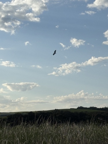 White-bellied Sea-Eagle