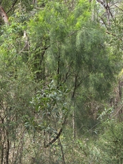 Exocarpos cupressiformis, photograph (c) Ian Rainbow, some rights reserved (CC BY)
