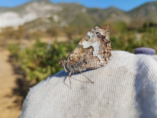 Grayling