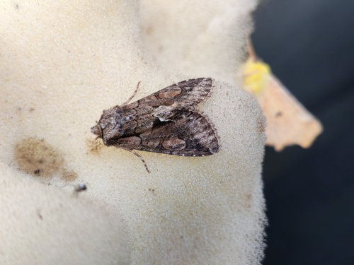 Green-brindled Crescent