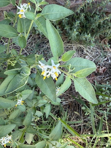 tall nightshade