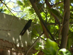 Cynanthus latirostris