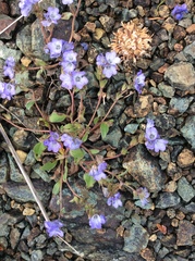 Phacelia divaricata