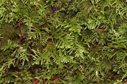 Hyocomium armoricum, 2026-09-18