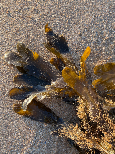 Saw Wrack
