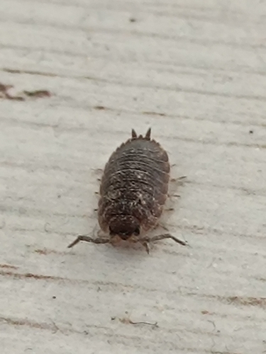 Common Rough Woodlouse