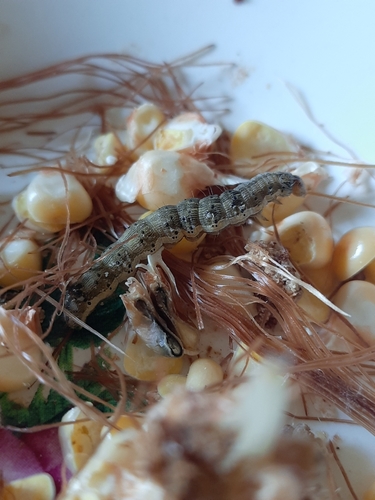 Cotton Bollworm Moth