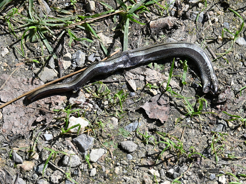 Common Slowworm