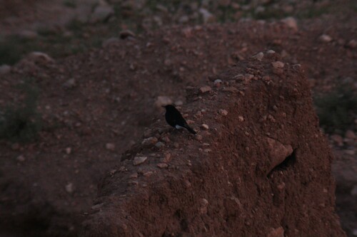 Black Wheatear