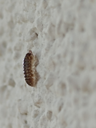 Versicolored Pill Woodlouse