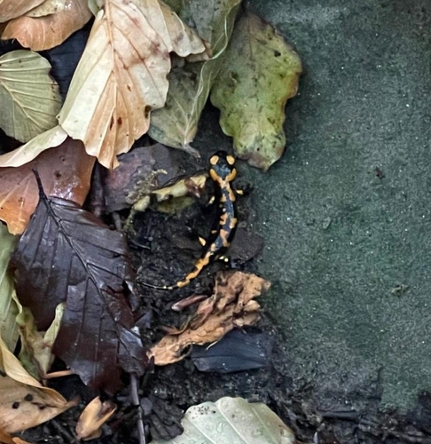 Italian Fire Salamander