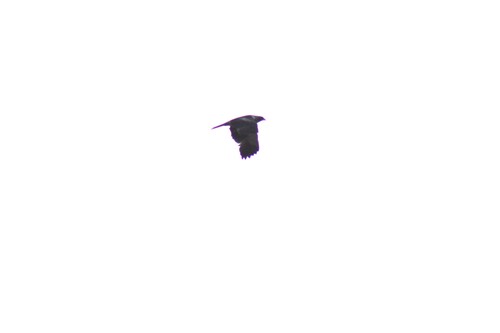 Booted Eagle