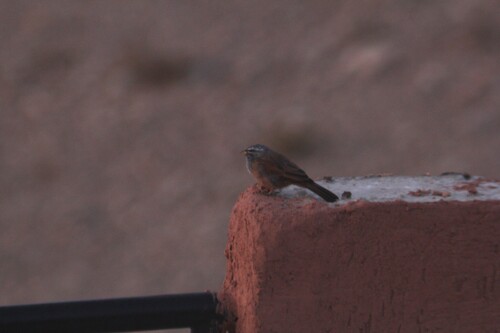 House Bunting