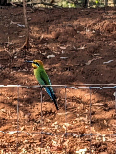 Rainbow Bee-eater