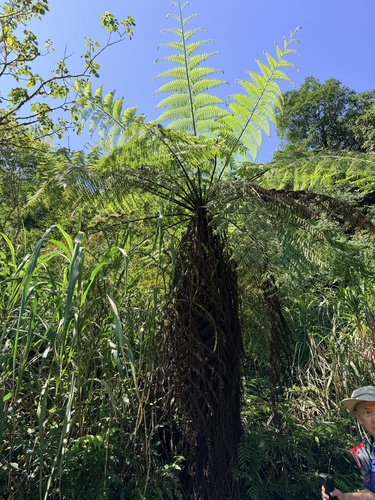 Alsophila spinulosa observed 2026-09-19
