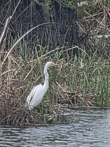 Great Egret