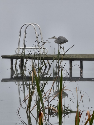 Grey Heron